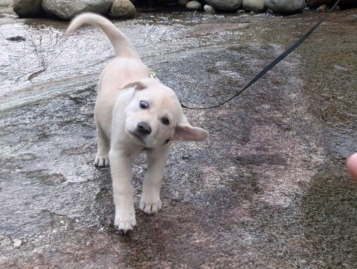 chinook dog